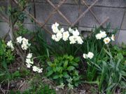 ファイル 1061-5.jpg