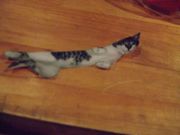 ファイル 1063-1.jpg