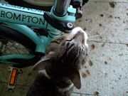 ファイル 1065-1.jpg