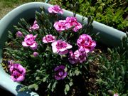 ファイル 1070-1.jpg