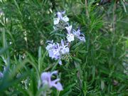 ファイル 1073-1.jpg