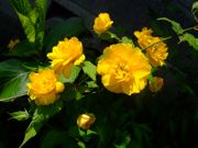 ファイル 1075-1.jpg