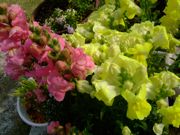 ファイル 1076-1.jpg