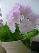 ファイル 1080-1.jpg