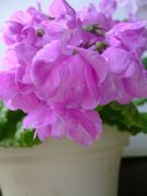 ファイル 1080-2.jpg