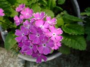 ファイル 1080-3.jpg