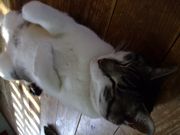 ファイル 1083-1.jpg