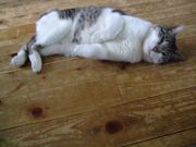 ファイル 1083-3.jpg