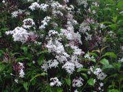 ファイル 1084-1.jpg