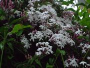 ファイル 1084-2.jpg