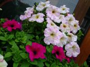 ファイル 1085-1.jpg