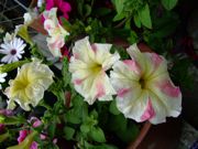 ファイル 1085-2.jpg