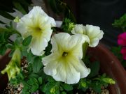 ファイル 1085-3.jpg