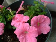 ファイル 1085-4.jpg