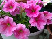 ファイル 1085-5.jpg