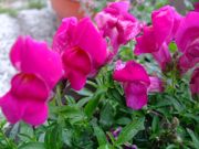 ファイル 1089-1.jpg