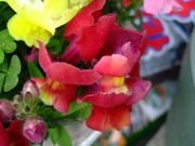 ファイル 1089-2.jpg