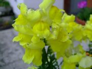 ファイル 1089-3.jpg