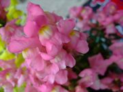 ファイル 1089-4.jpg