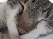 ファイル 1097-4.jpg