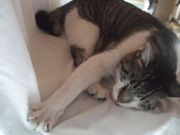 ファイル 1100-1.jpg