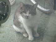 ファイル 1101-4.jpg