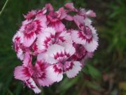 ファイル 1103-1.jpg