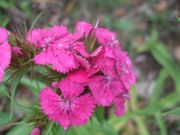 ファイル 1103-2.jpg