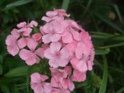 ファイル 1103-3.jpg