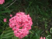 ファイル 1103-4.jpg