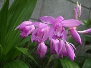 ファイル 1106-1.jpg