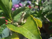 ファイル 1108-1.jpg