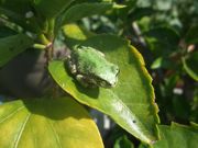 ファイル 1108-2.jpg