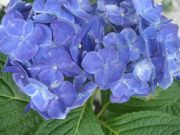 ファイル 1109-1.jpg