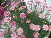 ファイル 1111-1.jpg