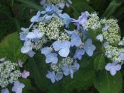 ファイル 1112-1.jpg