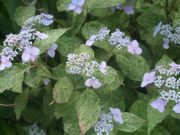 ファイル 1112-2.jpg