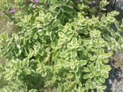 ファイル 1114-1.jpg