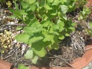 ファイル 1114-2.jpg