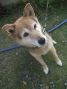 ファイル 1115-1.jpg