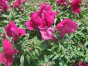 ファイル 1117-1.jpg