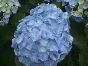 ファイル 1120-1.jpg