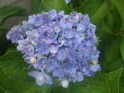 ファイル 1120-2.jpg