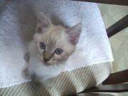 ファイル 1125-2.jpg