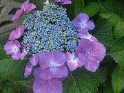 ファイル 1129-1.jpg