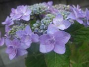 ファイル 1129-2.jpg