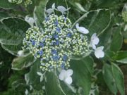 ファイル 1129-3.jpg