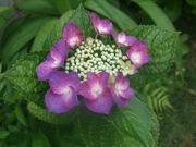 ファイル 1129-4.jpg