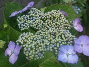 ファイル 1129-5.jpg