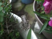 ファイル 1130-2.jpg